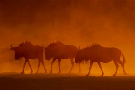 simsearch:400-04974511,k - Blue wildebeest in dust at sunset, Kalahari, South Africa Stock Photo - Budget Royalty-Free & Subscription, Code: 400-04975157