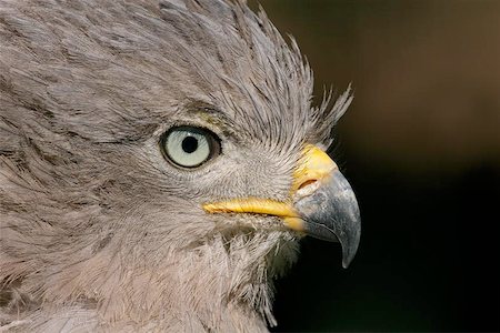 staring eagle - Close-up portrait of an eagle, South Africa Foto de stock - Super Valor sin royalties y Suscripción, Código: 400-04975336