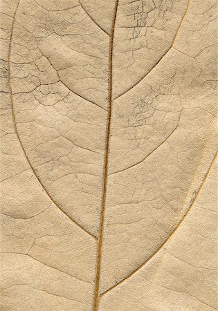 hi-resolution image of tree's leaf structure repeat the image of tree Stock Photo - Budget Royalty-Free & Subscription, Code: 400-04975341