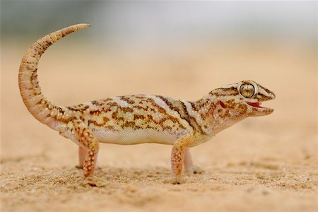 simsearch:400-06645234,k - Giant ground gecko in desert environment, South Africa Photographie de stock - Aubaine LD & Abonnement, Code: 400-04975352