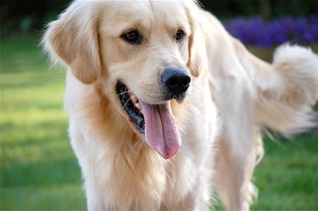 Golden retriever with his tongue hanging out of his mouth Foto de stock - Super Valor sin royalties y Suscripción, Código: 400-04975393