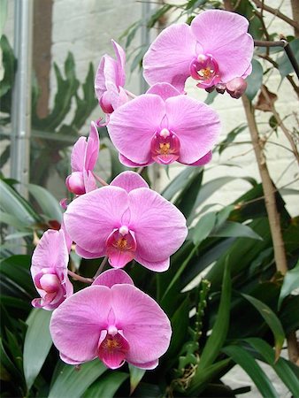 orchids Stock Photo - Budget Royalty-Free & Subscription, Code: 400-04975574