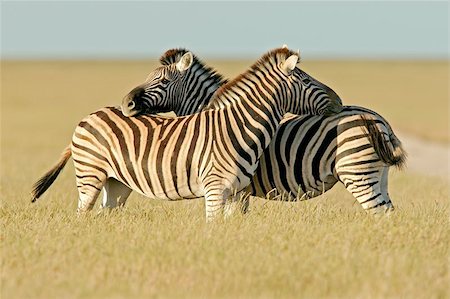 simsearch:400-04429348,k - Two Plains Zebra stallions, Etosha National park, Namibia Stockbilder - Microstock & Abonnement, Bildnummer: 400-04975739
