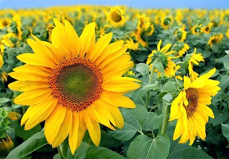 simsearch:400-04872162,k - Field with sunflowers Stock Photo - Budget Royalty-Free & Subscription, Code: 400-04975922
