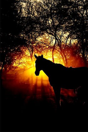 Silhouette of a horse taken at sunrise. Stock Photo - Budget Royalty-Free & Subscription, Code: 400-04975970