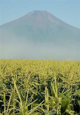 A not so typical view of Mount Fuji with a Midwestern looking corn field in the foreground. Stockbilder - Microstock & Abonnement, Bildnummer: 400-04976455