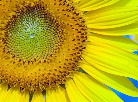 simsearch:400-04751722,k - Macro of a suflower with blue water droplets and a touch of blue sky Stock Photo - Budget Royalty-Free & Subscription, Code: 400-04976459