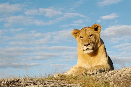 A lioness sitting on a hill with blue sky in the background. Foto de stock - Super Valor sin royalties y Suscripción, Código: 400-04976560