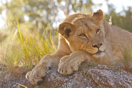 A lioness resting on a rock. Photographie de stock - Aubaine LD & Abonnement, Code: 400-04976561