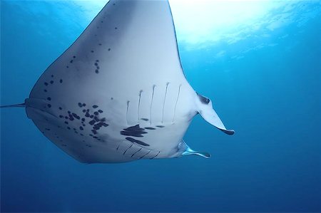 Manta Ray swimming Stock Photo - Budget Royalty-Free & Subscription, Code: 400-04976739