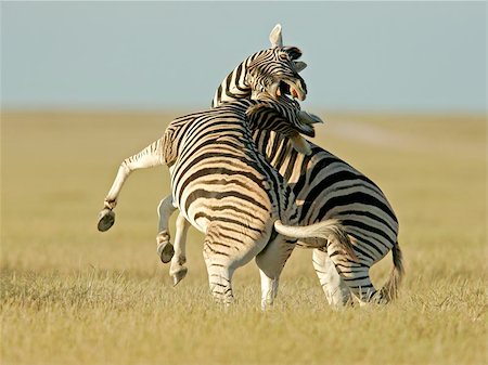 simsearch:400-04945024,k - Two Plains Zebra stallions fighting, Etosha National park, Namibia Stockbilder - Microstock & Abonnement, Bildnummer: 400-04977314