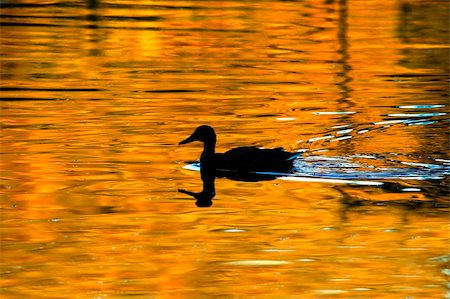 simsearch:400-05071082,k - Duck on Golden Pond Stock Photo - Budget Royalty-Free & Subscription, Code: 400-04977609