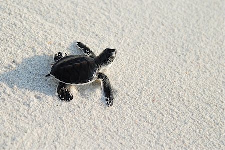 a baby turtle crawling towards the sea Stockbilder - Microstock & Abonnement, Bildnummer: 400-04977649