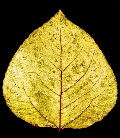 fall aspen leaves - yellow gold aspen leaf Stock Photo - Budget Royalty-Free & Subscription, Code: 400-04977787