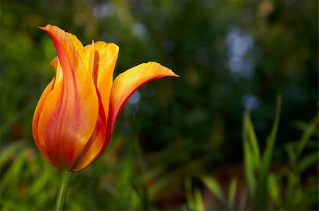 Orange tulip on dark green background Foto de stock - Royalty-Free Super Valor e Assinatura, Número: 400-04978027