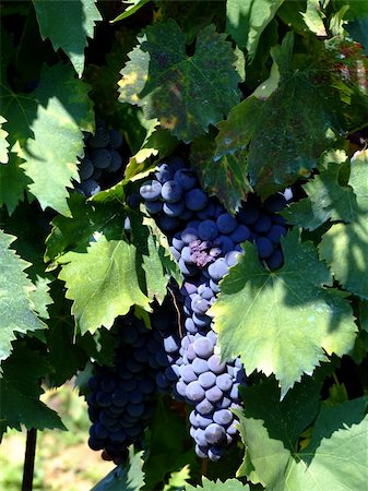 romagna - Black grapes in an italian vineyard Stock Photo - Budget Royalty-Free & Subscription, Code: 400-04978034