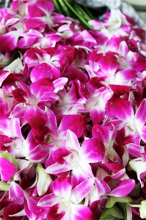 simsearch:400-04941060,k - Bunch of beautiful pink orchids Fotografie stock - Microstock e Abbonamento, Codice: 400-04978209