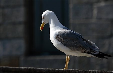 seagull looking down - Seagull sitting on the wall Stock Photo - Budget Royalty-Free & Subscription, Code: 400-04978227