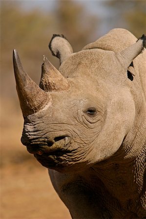 simsearch:400-04455503,k - Portrait of a black rhinoceros (hooked-lipped rhinoceros), South Africa Stock Photo - Budget Royalty-Free & Subscription, Code: 400-04978278
