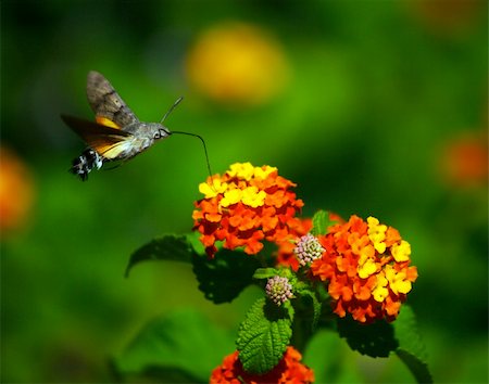 simsearch:400-04513601,k - Moth eats nectar from the flowers Fotografie stock - Microstock e Abbonamento, Codice: 400-04978304