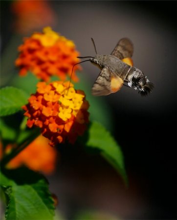 simsearch:400-07674888,k - Moth eats nectar from the flowers Foto de stock - Super Valor sin royalties y Suscripción, Código: 400-04978303