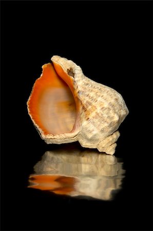 empty sea shell on mirror surface with black background, isolated Stock Photo - Budget Royalty-Free & Subscription, Code: 400-04978321