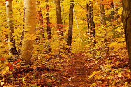 simsearch:400-04436466,k - Golden fall forest with hiking trail Stock Photo - Budget Royalty-Free & Subscription, Code: 400-04978347