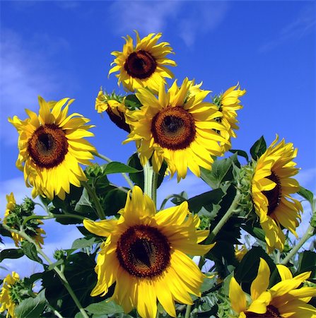 simsearch:400-05682398,k - Sunflower tree with blue sky and clouds in the background Stock Photo - Budget Royalty-Free & Subscription, Code: 400-04978397