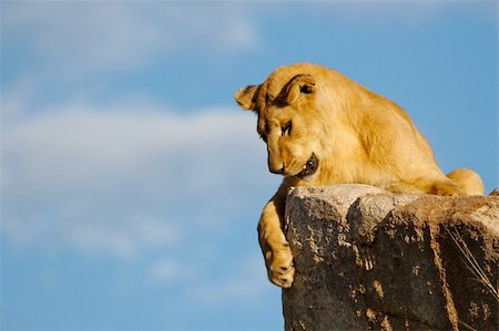 A lioness looking down at something. Photographie de stock - Aubaine LD & Abonnement, Code: 400-04978419