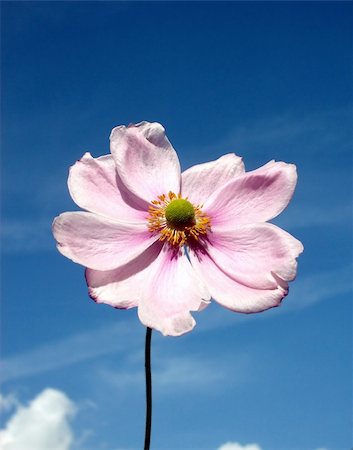 simsearch:400-04569116,k - A Japanese anemone flowery background with a sky background. Photographie de stock - Aubaine LD & Abonnement, Code: 400-04978480