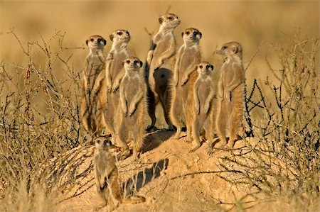 simsearch:400-04879400,k - Suricate (meerkat) family, Kalahari, South Africa Stock Photo - Budget Royalty-Free & Subscription, Code: 400-04978599