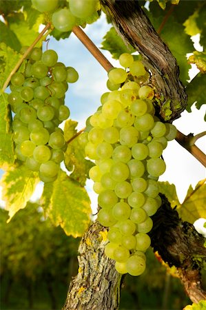 france chardonnay - Bunches of white grapes ripening on a vine in Switzerland. More vines can be seen, out of focus, in the background. Stock Photo - Budget Royalty-Free & Subscription, Code: 400-04978644