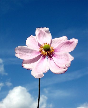 simsearch:400-04569116,k - A image of a Japanese Anemone flower with a sky background. Photographie de stock - Aubaine LD & Abonnement, Code: 400-04978794