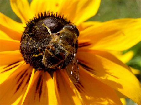 simsearch:400-04330574,k - A image of a daisy flower close up plus a bee pollinating a the flower. Foto de stock - Super Valor sin royalties y Suscripción, Código: 400-04978791