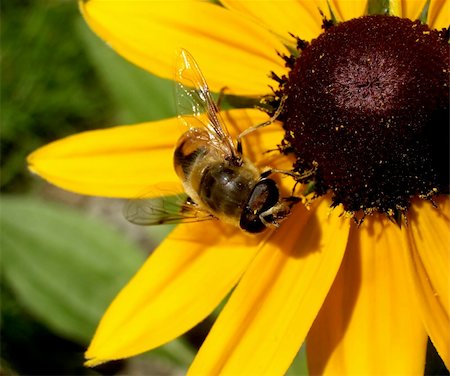 simsearch:400-04785692,k - A image of a daisy flower close up plus a bee pollinating a the flower. Fotografie stock - Microstock e Abbonamento, Codice: 400-04978792