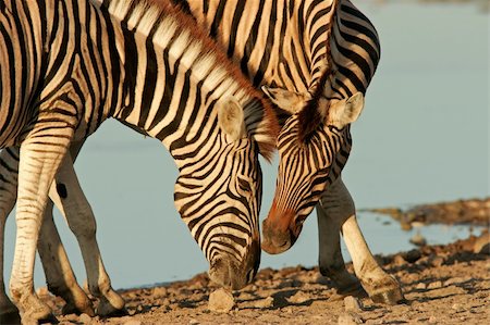 simsearch:400-07657090,k - Interaction between two Plains Zebras, Etosha National Park, Namibia Fotografie stock - Microstock e Abbonamento, Codice: 400-04978835
