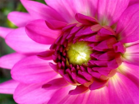 simsearch:400-04569116,k - A image of a Dahlia flower close up. Photographie de stock - Aubaine LD & Abonnement, Code: 400-04978847