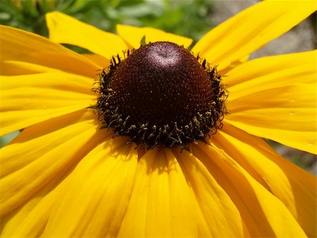 simsearch:400-04569116,k - A image of a daisy flower close up. Photographie de stock - Aubaine LD & Abonnement, Code: 400-04978848