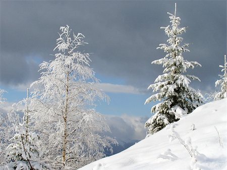 simsearch:400-06412616,k - winter landscape with bright frosty birch and fir on a forefront and overcast threatening sky behind Photographie de stock - Aubaine LD & Abonnement, Code: 400-04978908