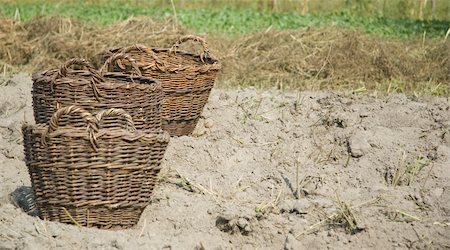 potato land - three basket for potatos on the field Stock Photo - Budget Royalty-Free & Subscription, Code: 400-04978917