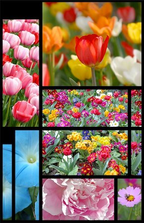 Montage of different flowers Stock Photo - Budget Royalty-Free & Subscription, Code: 400-04979034