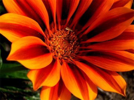 A Gazania Tiger Stripe Mixed flower. Stock Photo - Budget Royalty-Free & Subscription, Code: 400-04979035