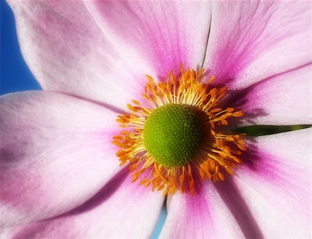 simsearch:400-04569116,k - A Japanese anemone flowery close up Photographie de stock - Aubaine LD & Abonnement, Code: 400-04979041