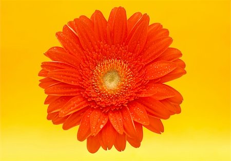 simsearch:400-05369226,k - flower: red gerbera on yellow background Stock Photo - Budget Royalty-Free & Subscription, Code: 400-04979381