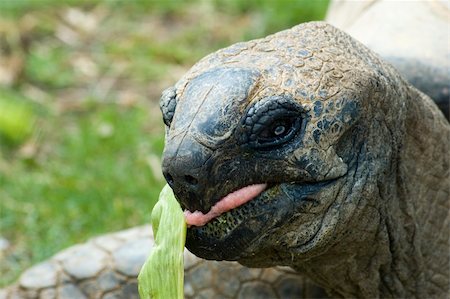 giant tortois eating a leaf Photographie de stock - Aubaine LD & Abonnement, Code: 400-04979575