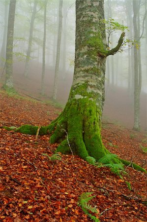 simsearch:400-04276166,k - Tree in the foggy forest Foto de stock - Royalty-Free Super Valor e Assinatura, Número: 400-04979737