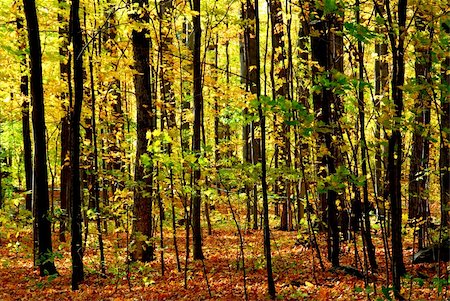 simsearch:400-04436466,k - Colorful young fall forest glowing in sunlight Stock Photo - Budget Royalty-Free & Subscription, Code: 400-04979747