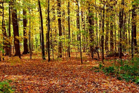 simsearch:400-04436466,k - Colorful sunlit fall forest with fallen leaves covering the ground Stock Photo - Budget Royalty-Free & Subscription, Code: 400-04979748