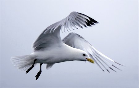 stelianion (artist) - seagull Photographie de stock - Aubaine LD & Abonnement, Code: 400-04979779