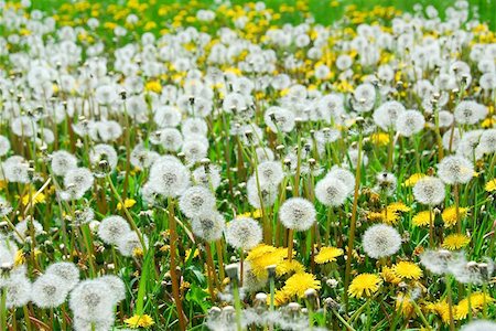 simsearch:700-01993307,k - Dandelion field Stock Photo - Budget Royalty-Free & Subscription, Code: 400-04970725